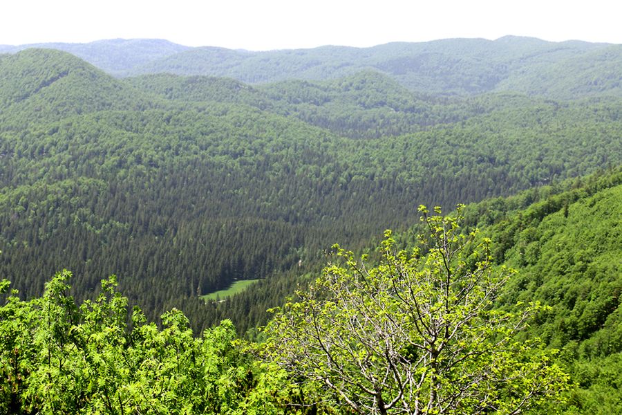 Gozdno zemljišče, Slovenija