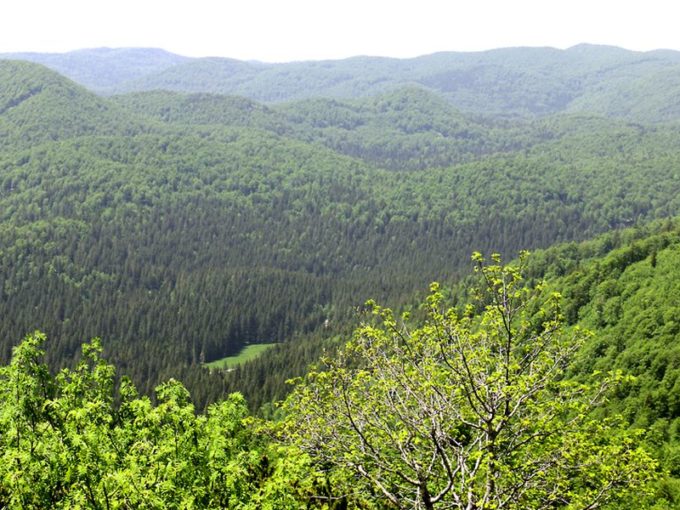 Gozdno zemljišče, Slovenija